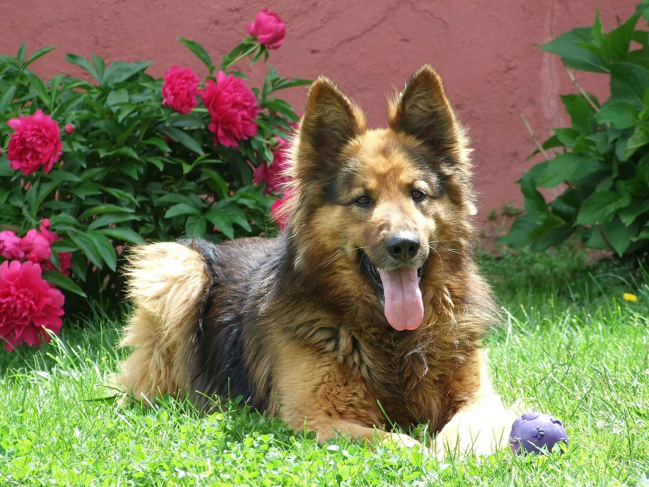 dog, german shepherd, garden